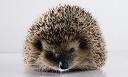 hedgehog facing me