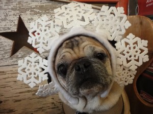 pug snowflake