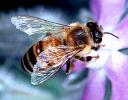 honeybee2.jpg