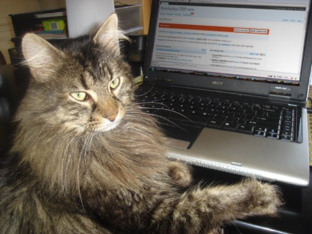 cat-at-keyboard.jpg