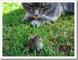 cat staring at mouse
